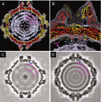 현미경으로 본 박테리오파지