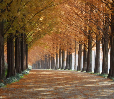 11월 서울 경기도 축제8