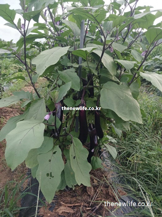 근육의 경련을 억제하고 통증을 완화하는 가지 효능을 보여주는 실물 사진