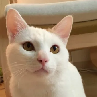 &amp;quot;유기묘
