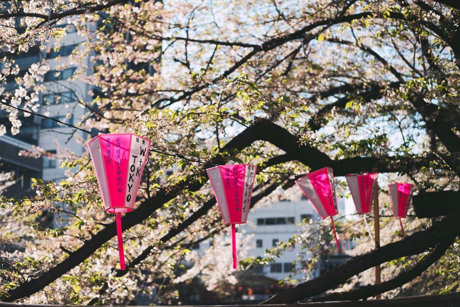 Vibrant pink lanterns hanging among cherry blossoms in a Tokyo park.