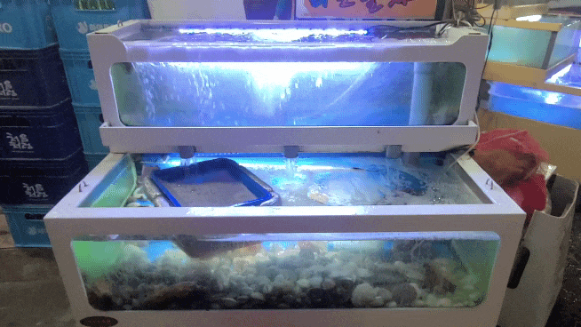 회포풀자-어항2