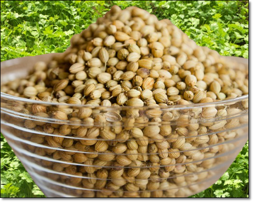 고수씨앗이 건강에 좋은 이유