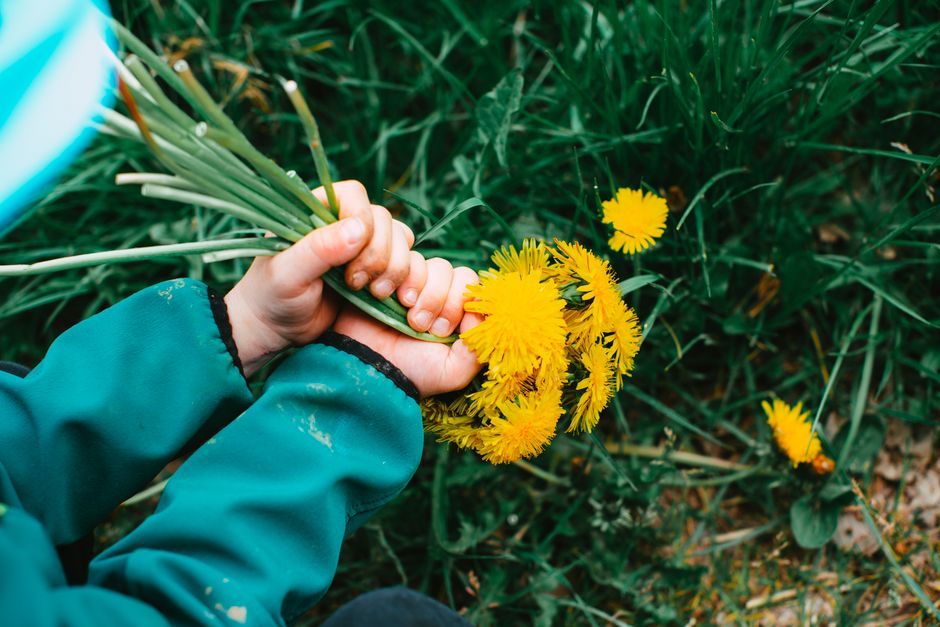 A child holding a bouquet of fresh yellow dandelions in a green field during spring.
