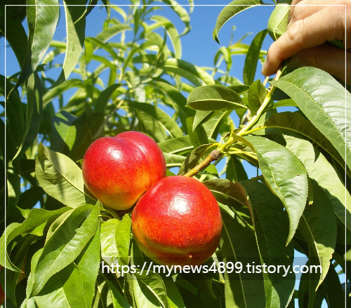 천도 복숭아 효능과특징