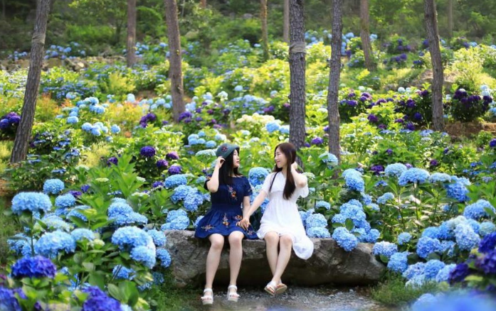 수국으로 아름다운 6월 여행지