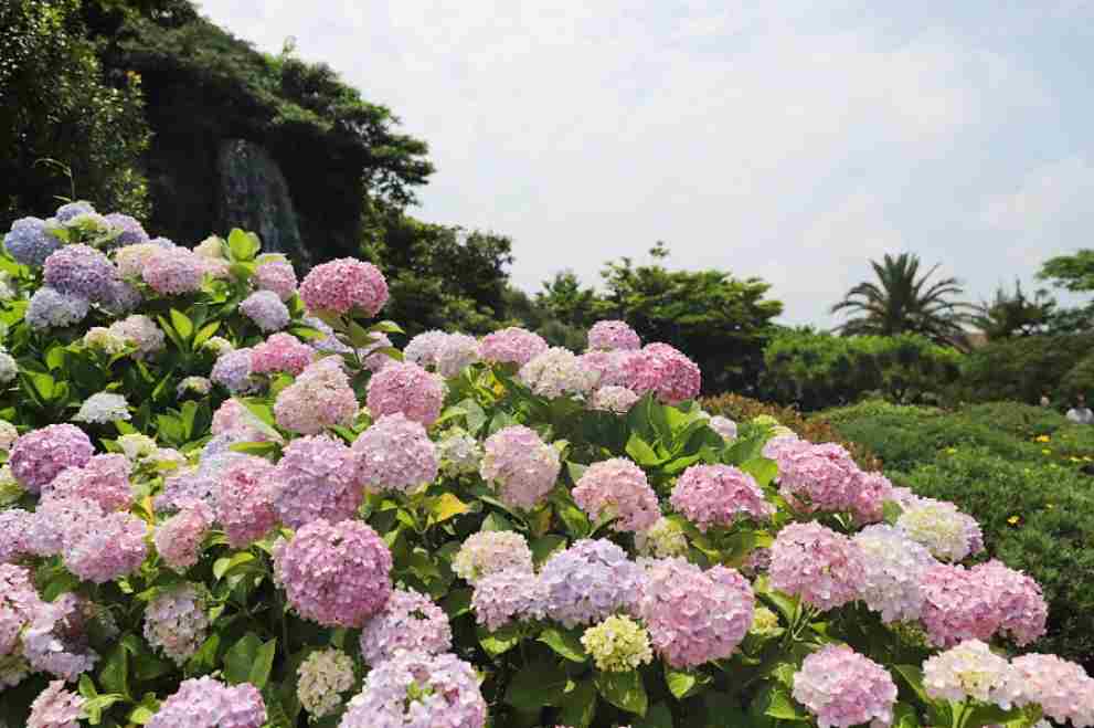 제주민속촌 수국축제
