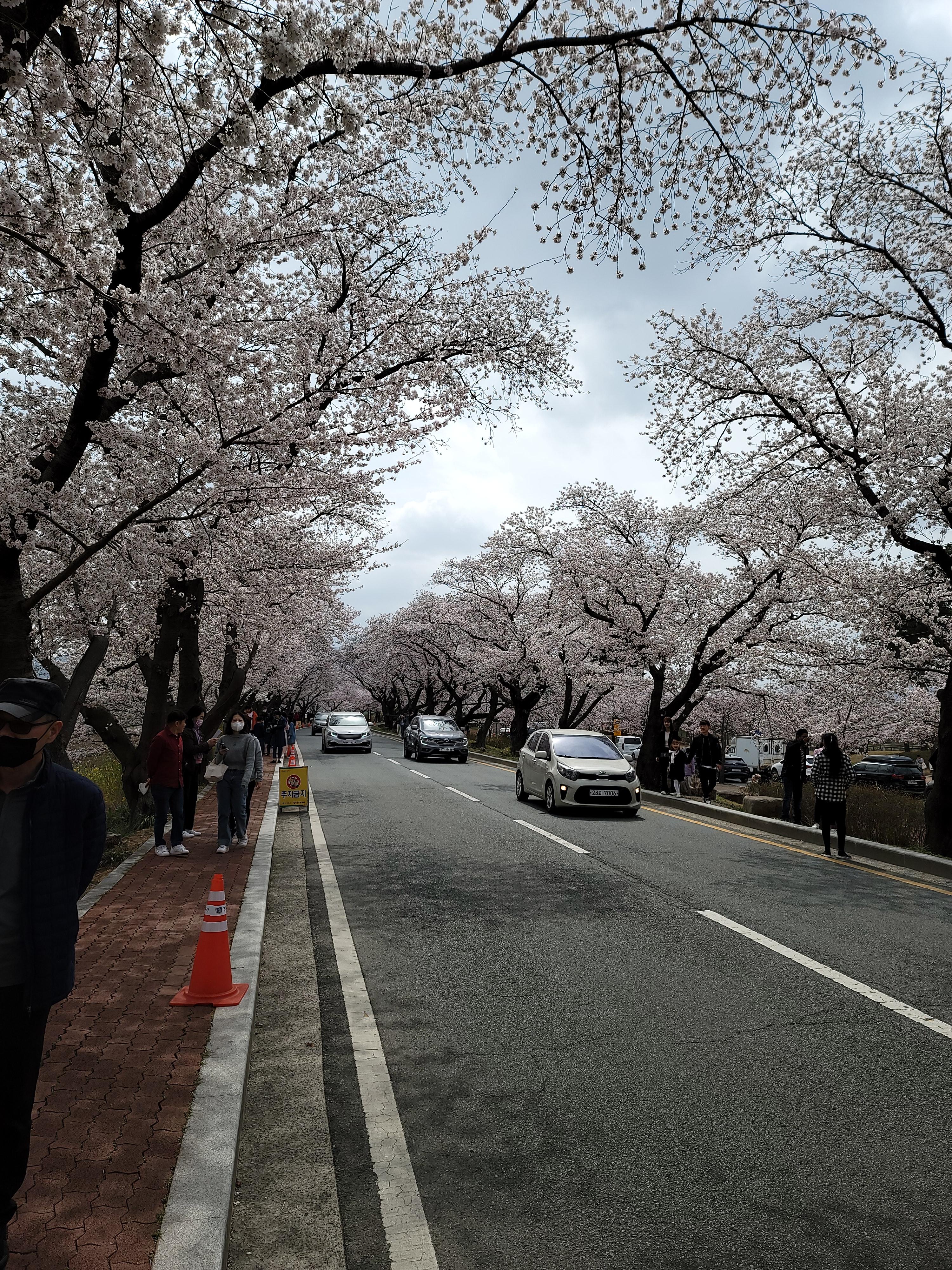 경주 흥무로 벚꽃