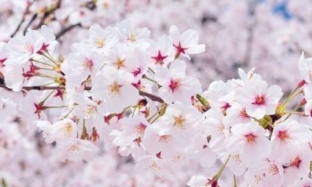 벚꽃