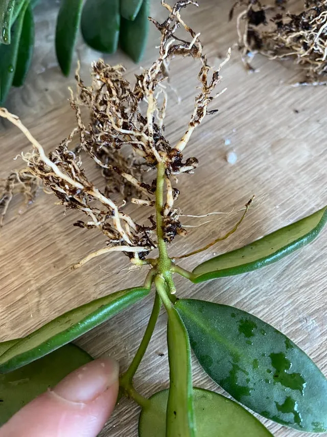 화분 뿌리썩음 예방 배수층강화 흙배합개선 물주기간격 체크리스트_8