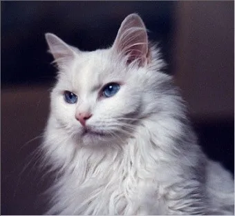 터키시앙고라 고양이 유전병 성격 가격_5