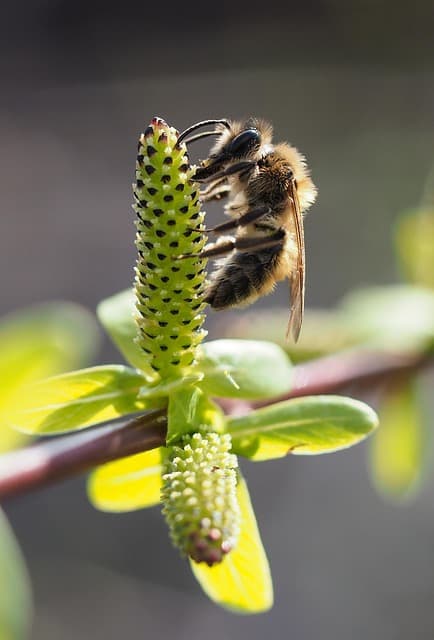벌과 도시의 공생: 도시 양봉이 환경에 미치는 긍정적 영향
