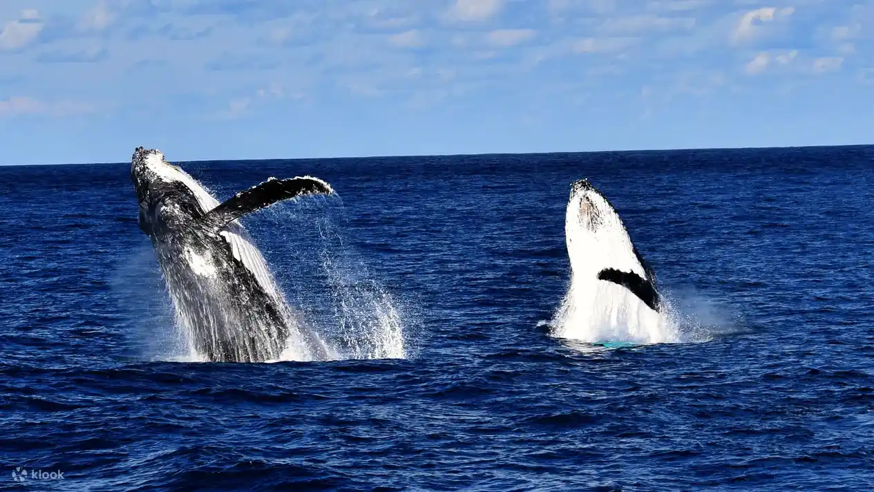 브리즈번 크루즈 고래 관찰 와칭 체험 호주