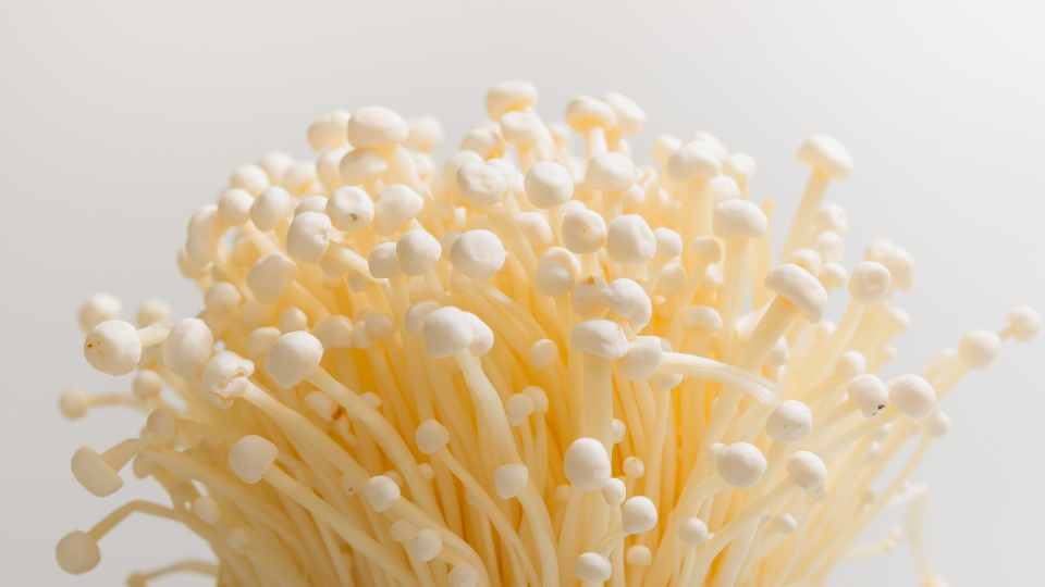 버섯종류 별 특징 효능 효과 팽이버섯