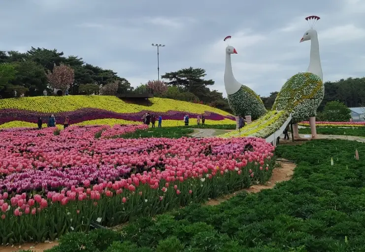 태안 튤립축제 일정, 개화시기