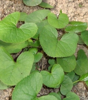 곰취나물 효능 부작용 고르는법 먹는법 칼로리