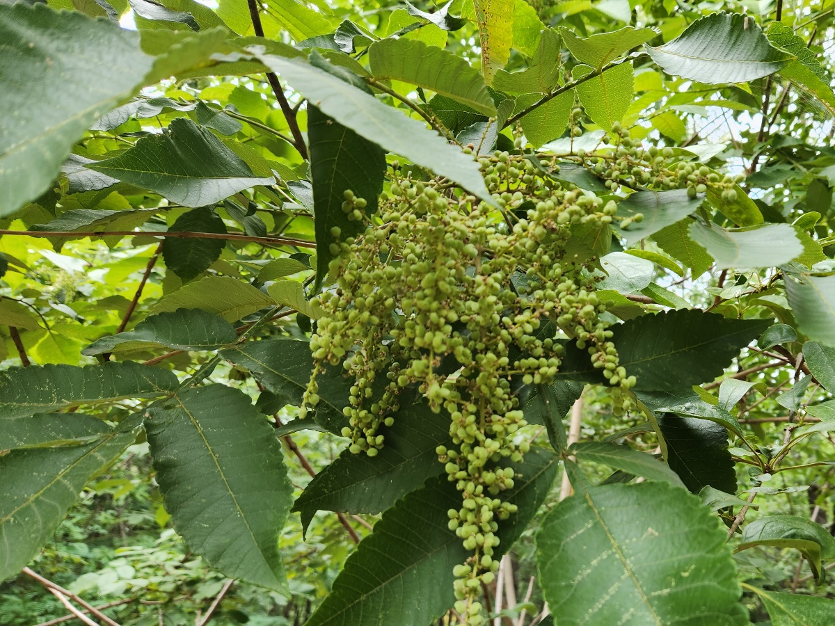 붉나무