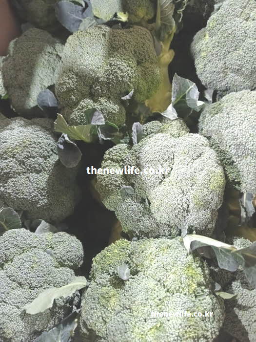 브로콜리 효능 위장 점막 보호 비타민 U 실사진