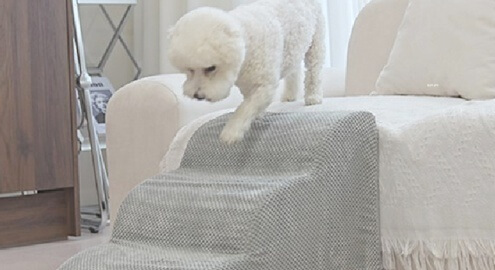 강아지 계단