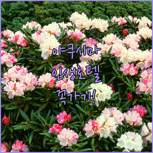 야쿠시마 자유여행 필수 코스 평점 좋..