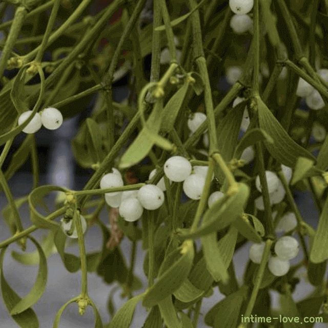 항암 효과가 탁월한 겨우살이 특징