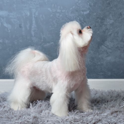 말티즈의 수명, 성격, 특징, 장단점