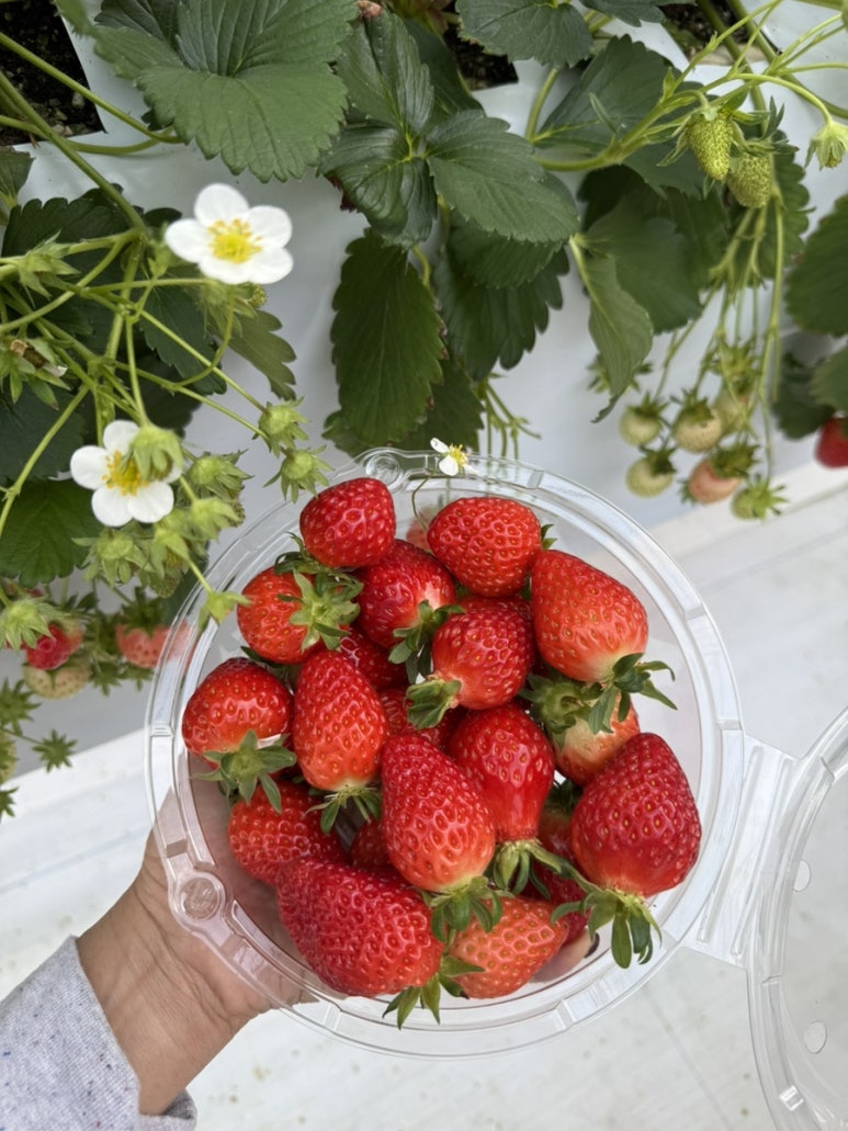 페이머스파머스