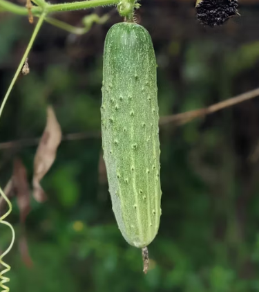 오이 효능 부작용 고르는법 칼로리