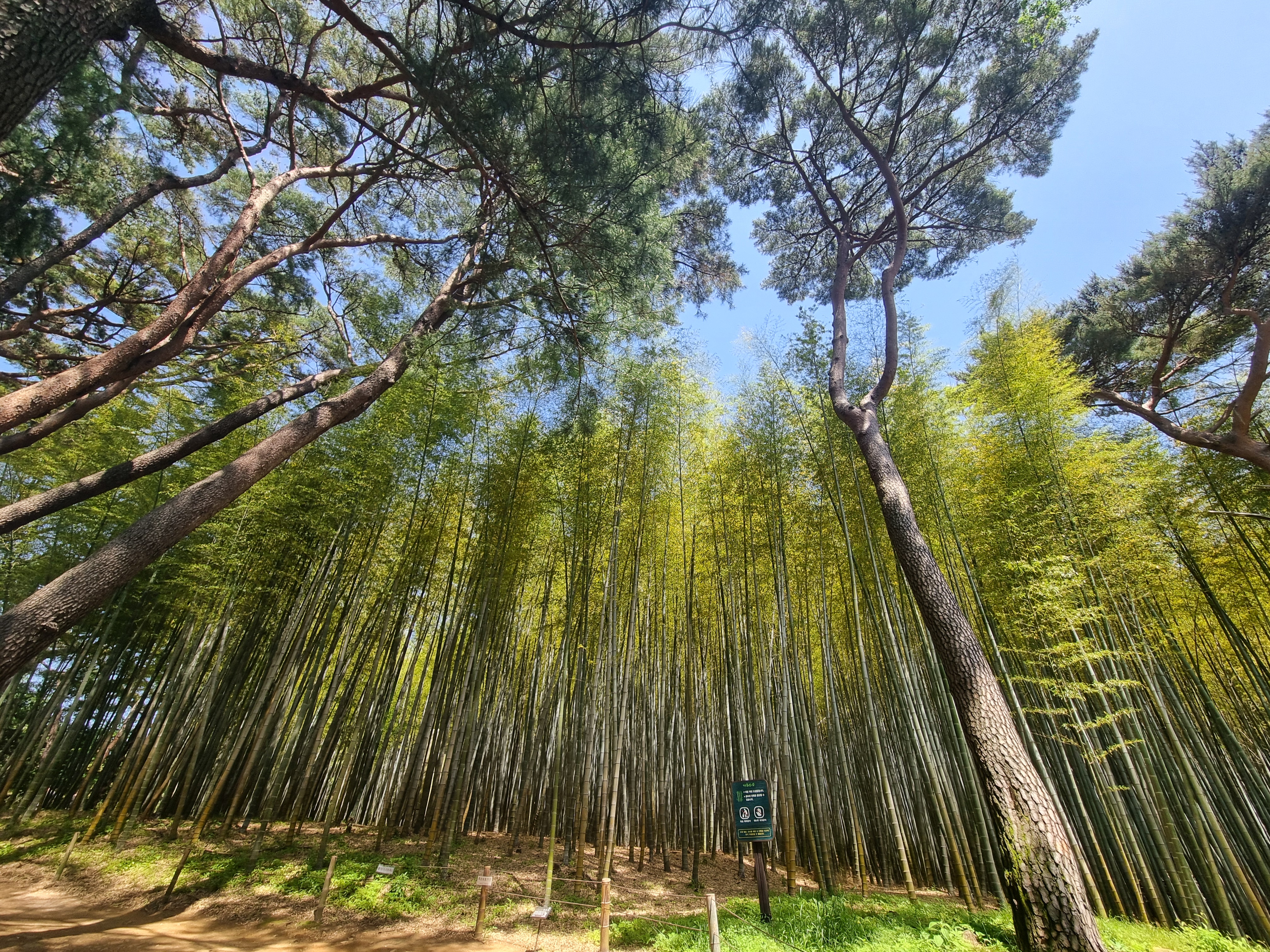 아홉산 숲