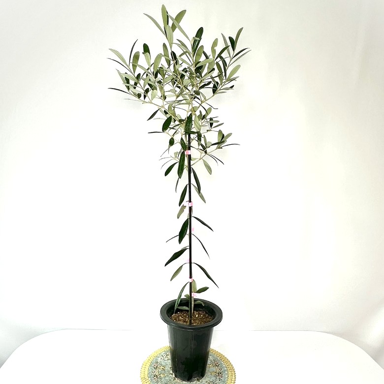 올리브나무 집에서 키우기 키우는방법