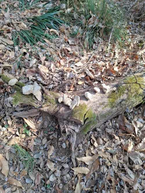 쓰러진 나무 줄기 위에 평온하게 쌓아 올린 여러 개의 돌탑 (Several stone towers peacefully stacked on a fallen tree trunk)