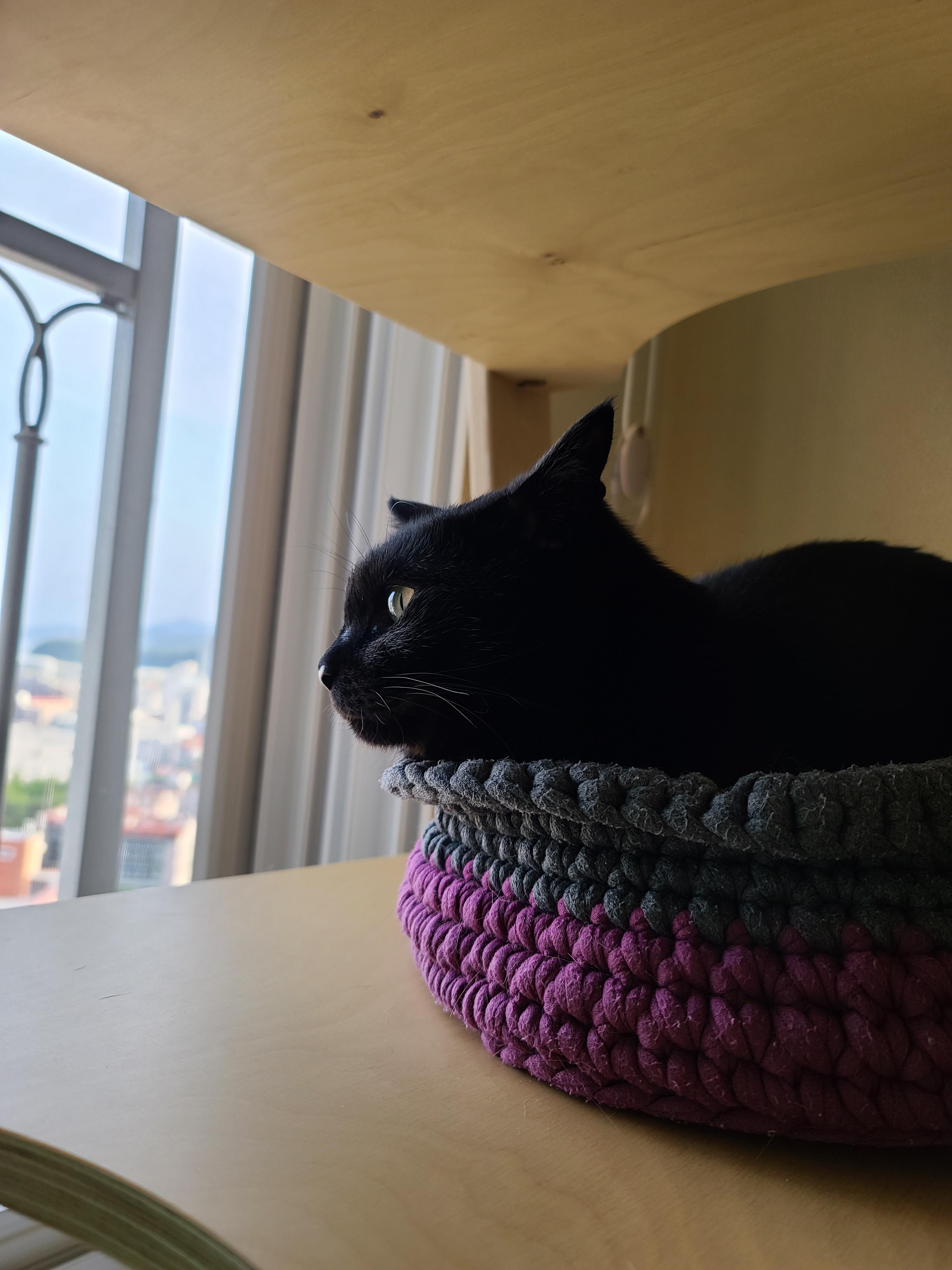 엄마가 만들어준 바구니 제대로 사용하는 고양이 건이.