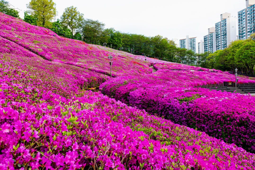 이미치 출처: 군포철쭉축제 공식 홈페이지, 철쭉동산 낮풍경