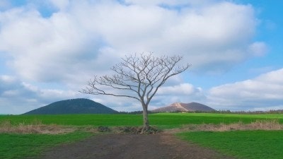 제주도 나 혼자 여행