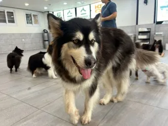 말라뮤트 분양 가격 알래스칸 허스키 차이 성격 특징 수명_22