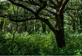 화담숲 벚꽃 예약