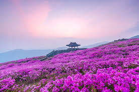 황매산 군립공원 소개 사진 이미지