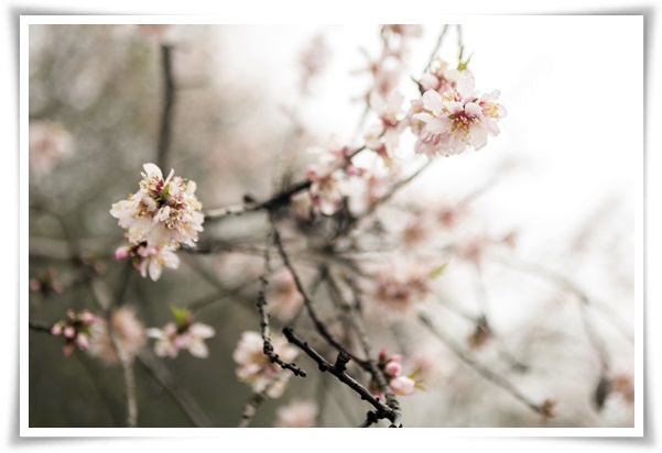 "살구꽃과 살구" 수줍은 듯 피어나는 봄 날의 은밀한 분홍빛 속삭임!