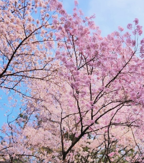 벚꽃 명소 이월드 블라썸 피크닉