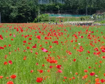 원주 용수골 꽃양귀비 축제_20