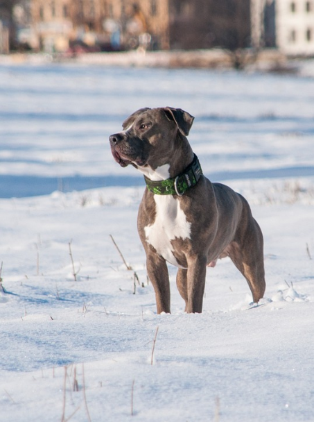 겨울철 야외 활동 중인 아메리칸 스태퍼드셔 테리어 강아지의 인상적인 전신 프로필 사진.
