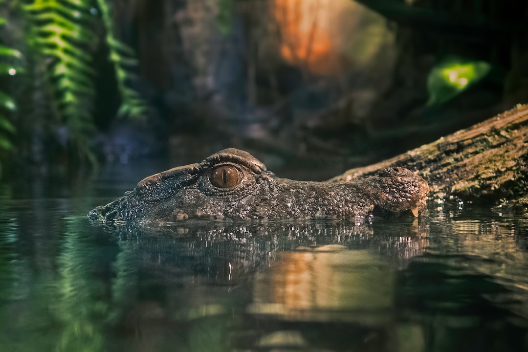 Crocodile