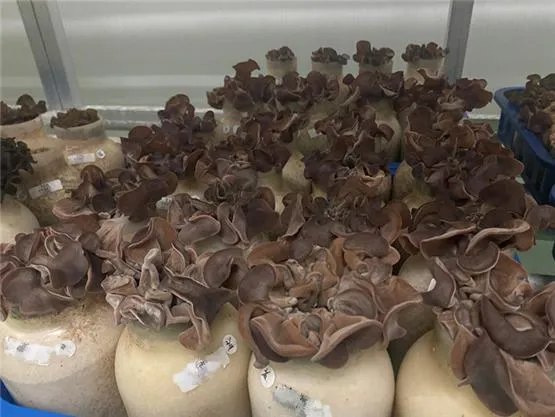 목이버섯 재배 원목 재배 수분 관리 위생 관리_1