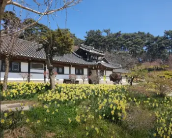 서산 유기방 가옥 수선화 축제_5
