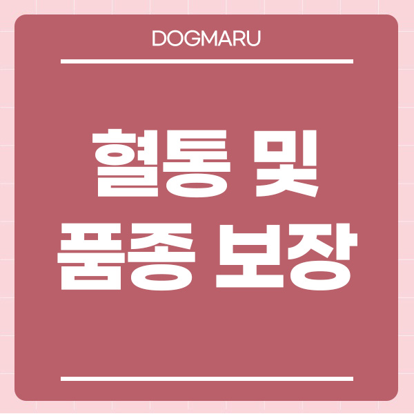 도그마루 강아지 고양이 무료분양
