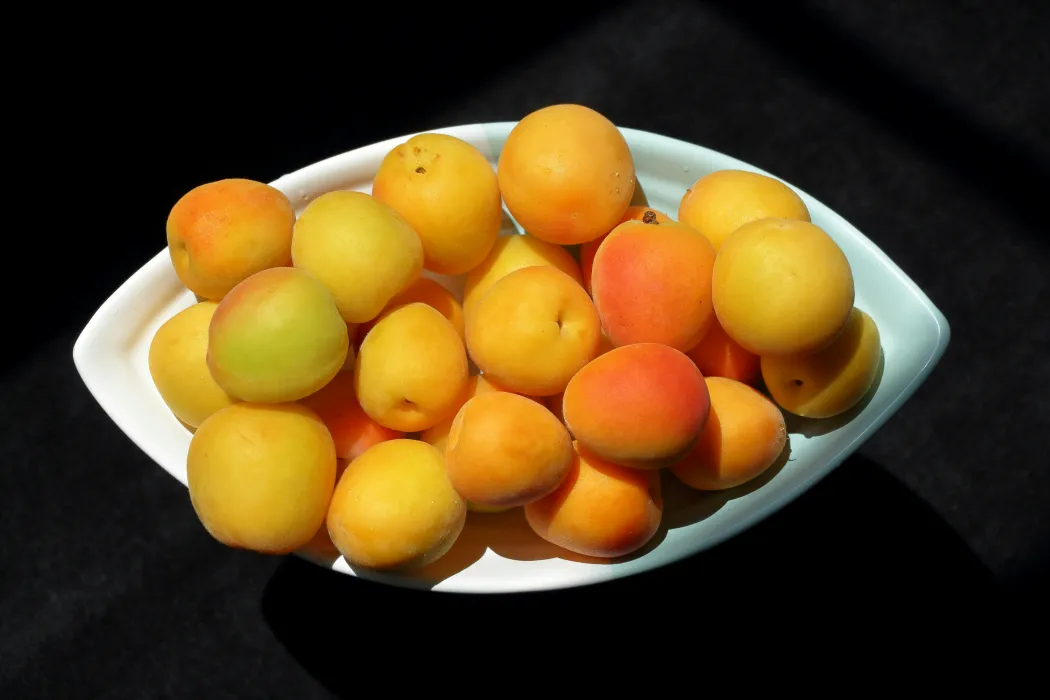 살구-효능과-부작용-관련-살구-사진