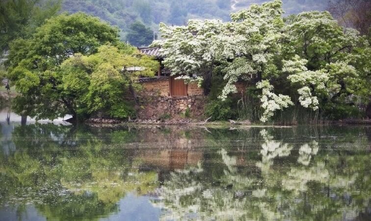 밀양 위양지 완재정 이팝나무 명소 사진