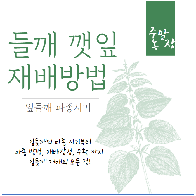 들깨 재배 방법