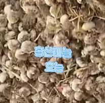 홍산마늘-효능