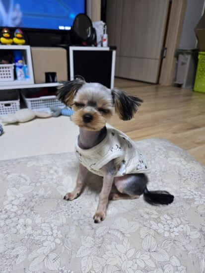 요키 첫 미용 후 모습